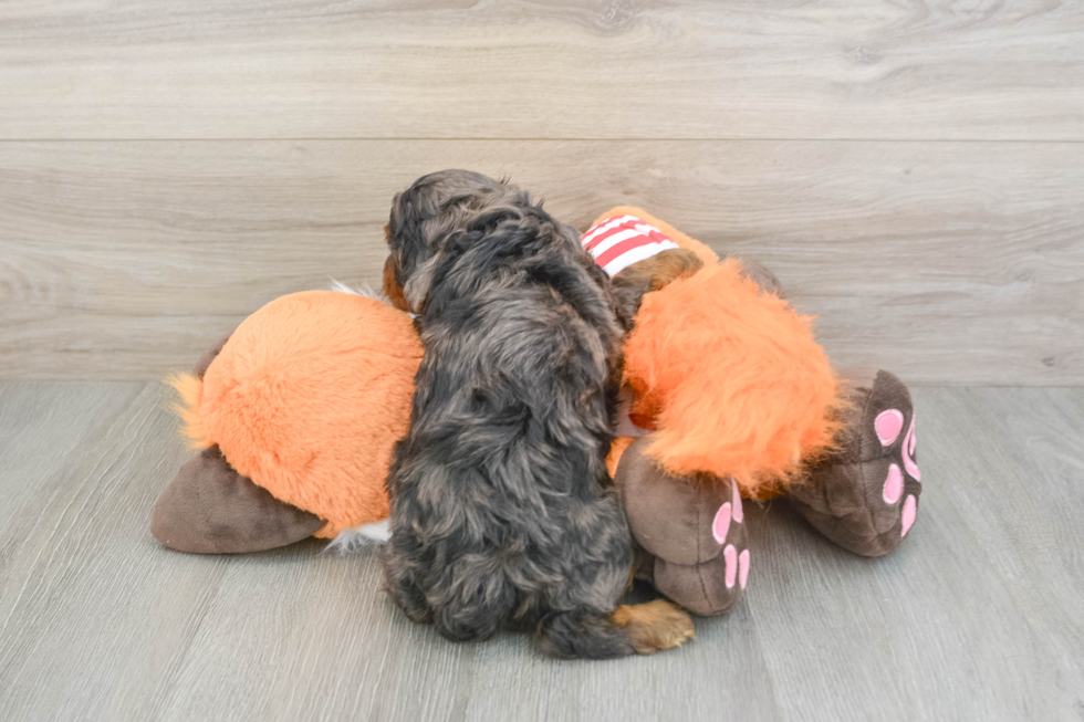 Petite Cavapoo Poodle Mix Pup