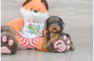 Little Cavipoo Poodle Mix Puppy