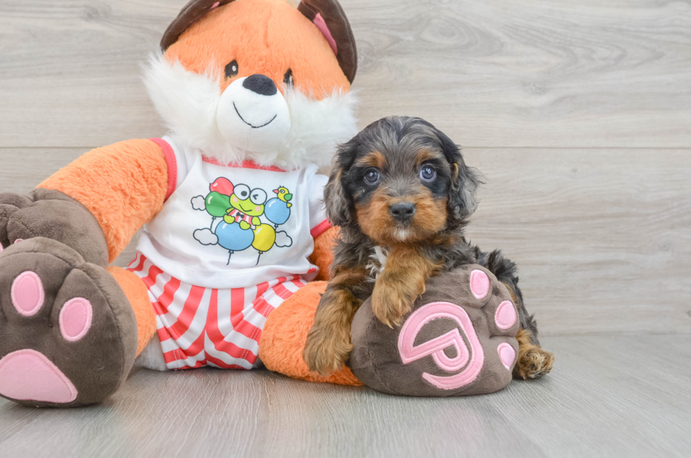 7 week old Cavapoo Puppy For Sale - Puppy Love PR