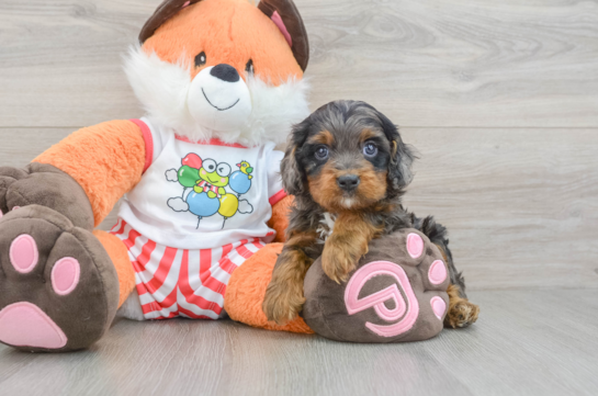 Little Cavipoo Poodle Mix Puppy