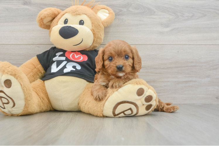 Cavapoo Pup Being Cute