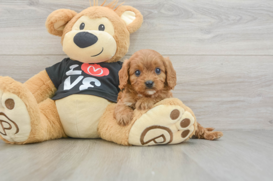 Cavapoo Pup Being Cute