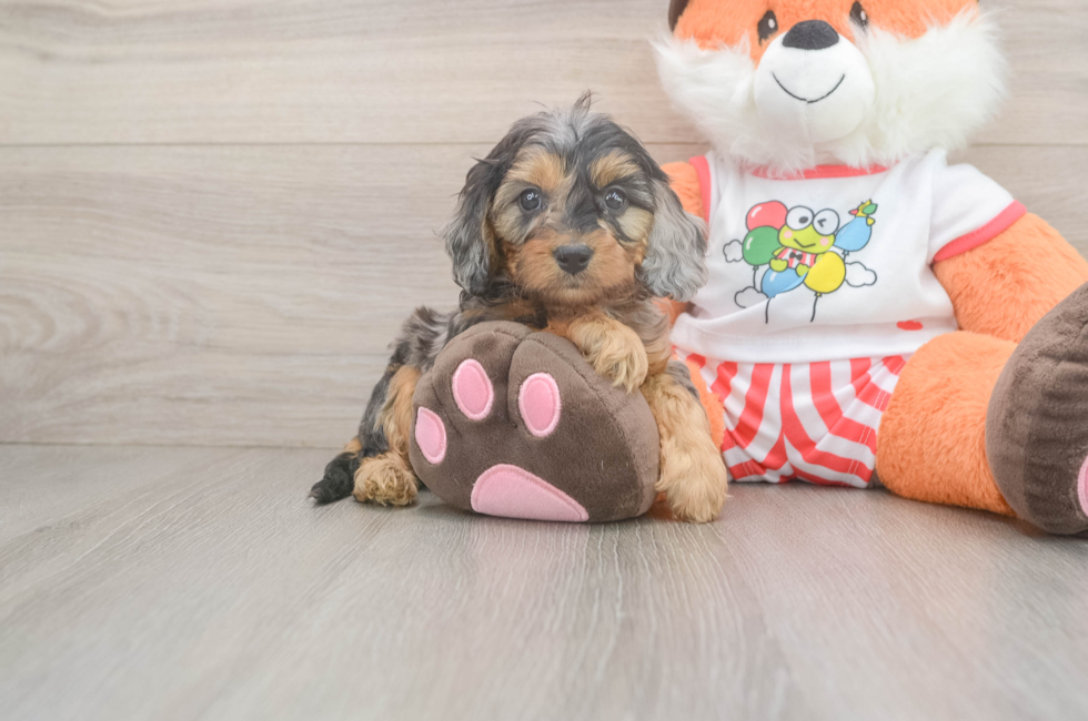 5 week old Cavapoo Puppy For Sale - Puppy Love PR
