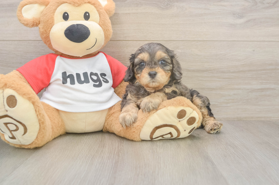 5 week old Cavapoo Puppy For Sale - Puppy Love PR