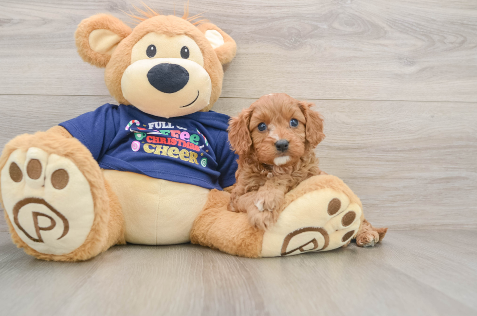 5 week old Cavapoo Puppy For Sale - Puppy Love PR