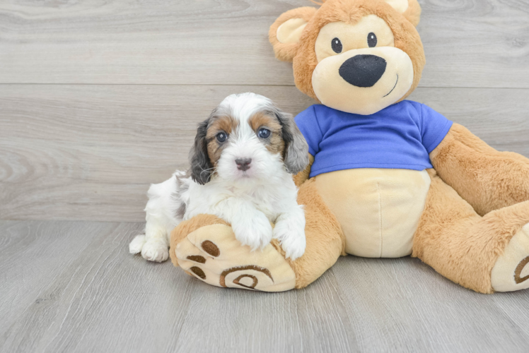 Playful Cavoodle Poodle Mix Puppy