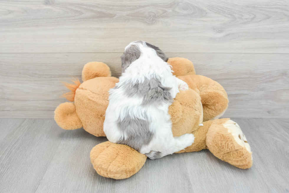 Best Cavapoo Baby