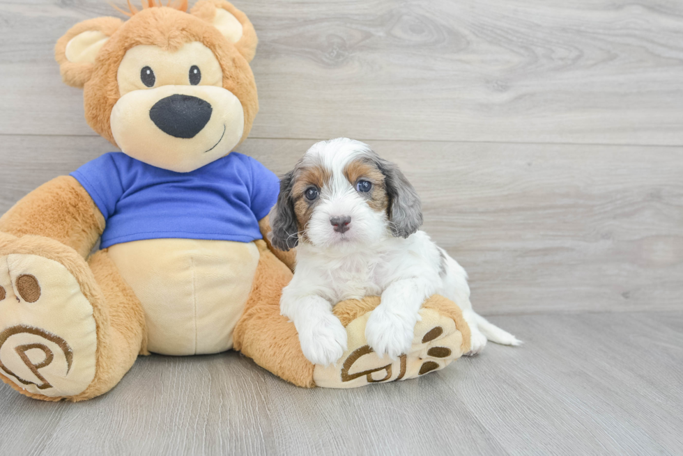 Cavapoo Pup Being Cute