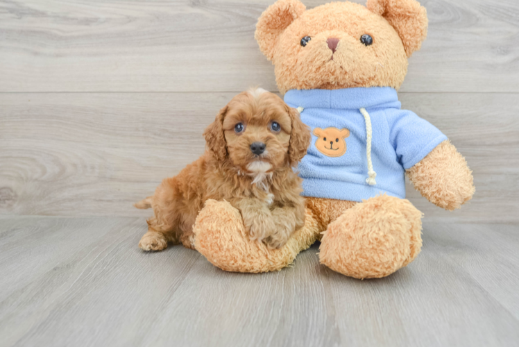 Meet Rondo - our Cavapoo Puppy Photo 1/3 - Puppy Love PR Hypoallergenic Cavadoodle Poodle Mix Puppy