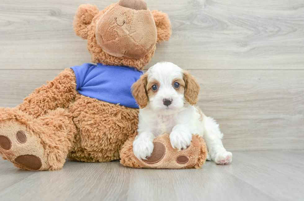 6 week old Cavapoo Puppy For Sale - Puppy Love PR