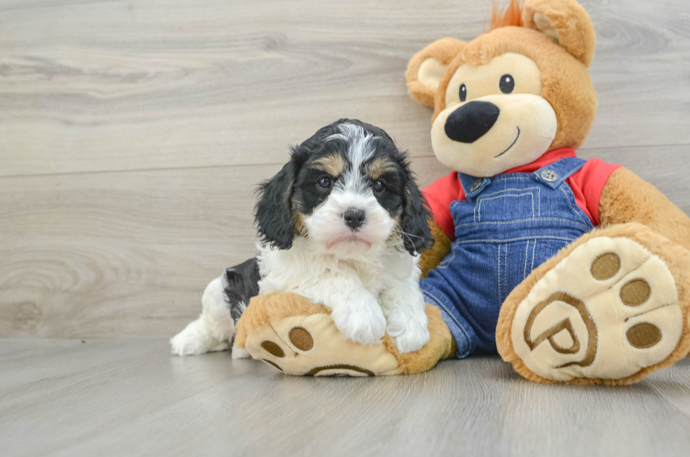 7 week old Cavapoo Puppy For Sale - Puppy Love PR