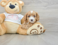 8 week old Cavapoo Puppy For Sale - Puppy Love PR