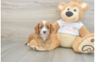 Cavapoo Pup Being Cute