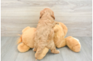 Little Cavipoo Poodle Mix Puppy