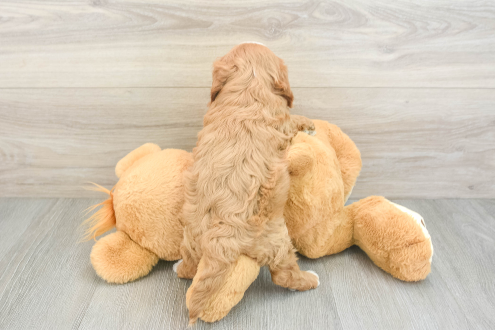 Little Cavipoo Poodle Mix Puppy