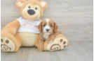 Funny Cavapoo Poodle Mix Pup