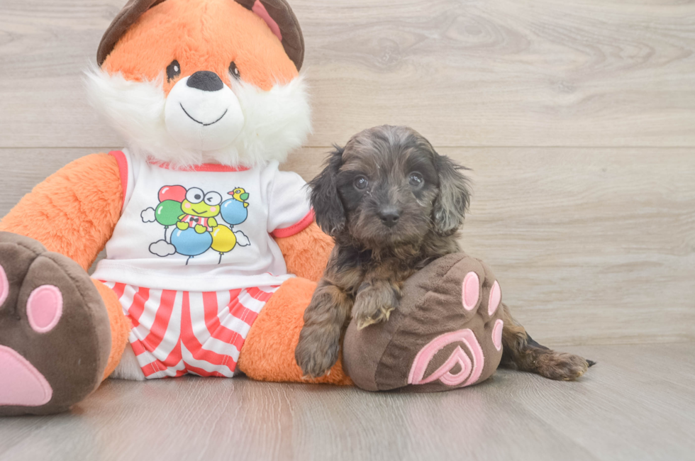 5 week old Cavapoo Puppy For Sale - Puppy Love PR