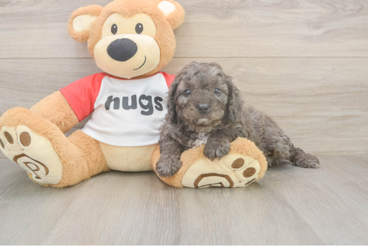 Small Cavapoo Baby