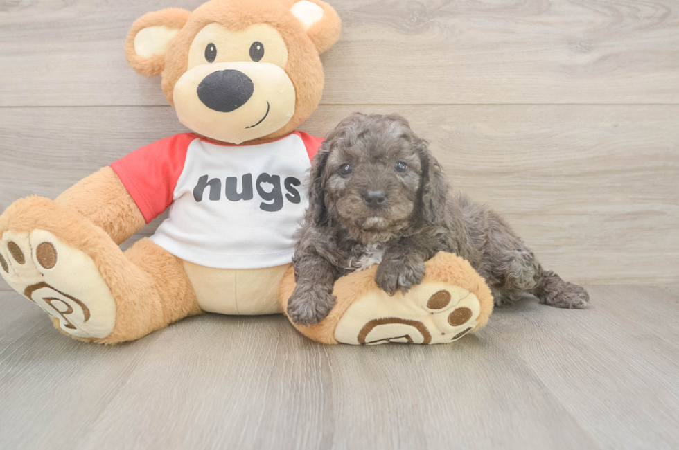 5 week old Cavapoo Puppy For Sale - Puppy Love PR