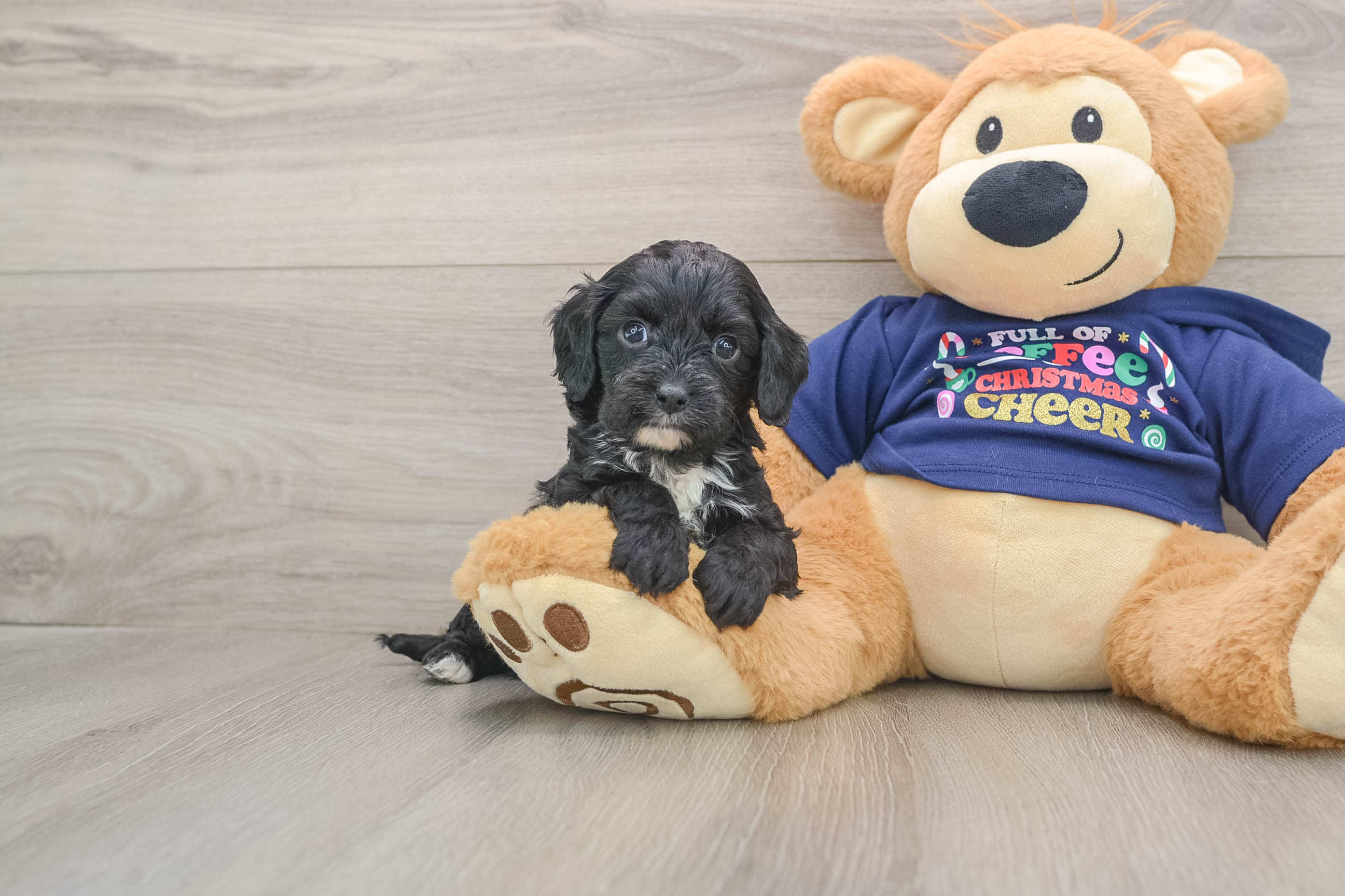Fluffy Cavapoo Poodle Mix Pup