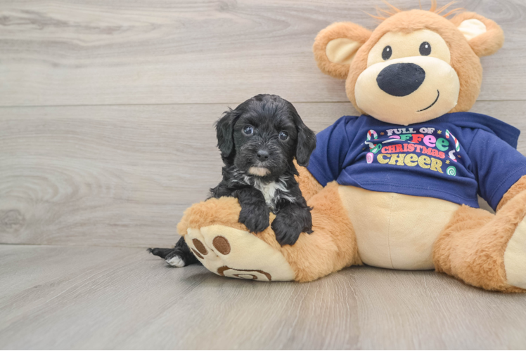 Fluffy Cavapoo Poodle Mix Pup