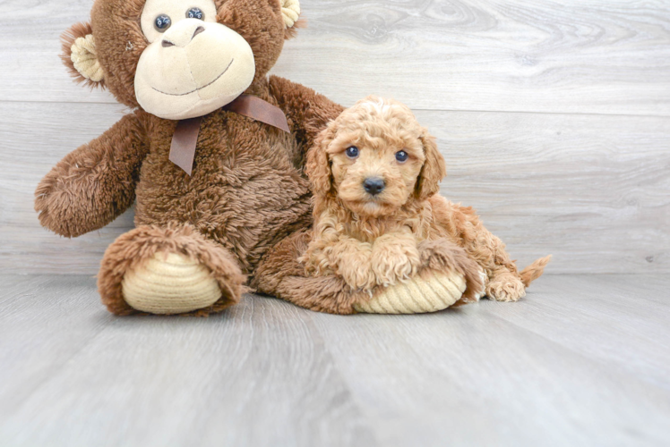 Cute Cavoodle Poodle Mix Puppy