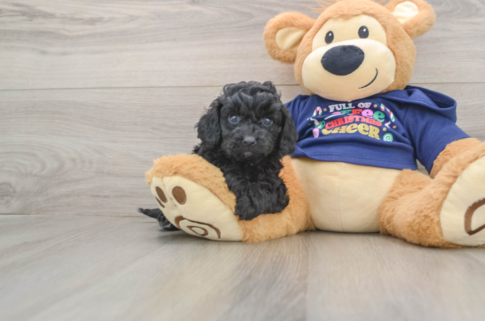 5 week old Cavapoo Puppy For Sale - Puppy Love PR