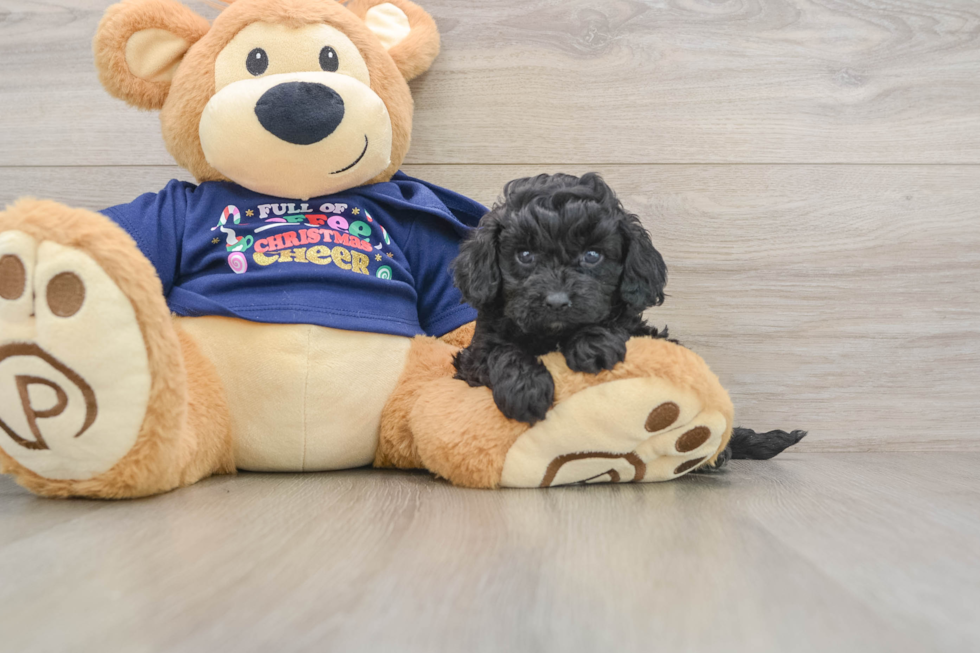 Cavapoo Puppy for Adoption