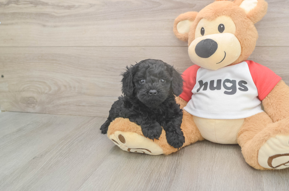 5 week old Cavapoo Puppy For Sale - Puppy Love PR