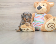 6 week old Cavapoo Puppy For Sale - Puppy Love PR