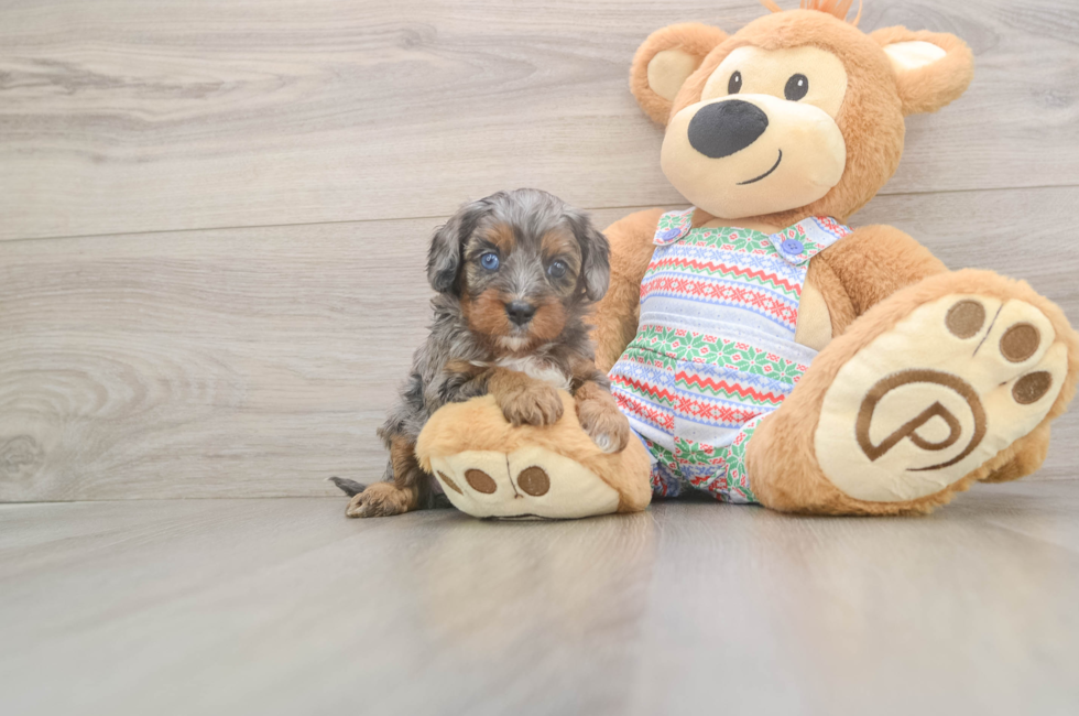 5 week old Cavapoo Puppy For Sale - Puppy Love PR