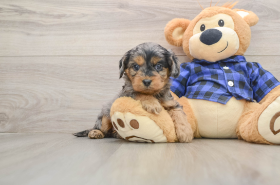 Little Cavipoo Poodle Mix Puppy