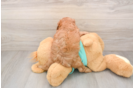 Fluffy Cavapoo Poodle Mix Pup