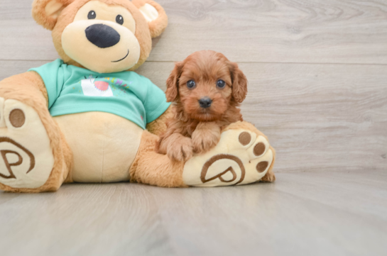 Cavapoo Pup Being Cute
