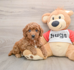 8 week old Cavapoo Puppy For Sale - Puppy Love PR