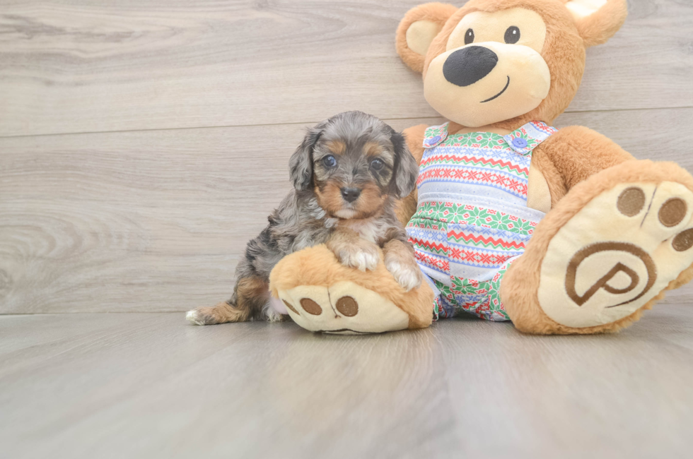 5 week old Cavapoo Puppy For Sale - Puppy Love PR