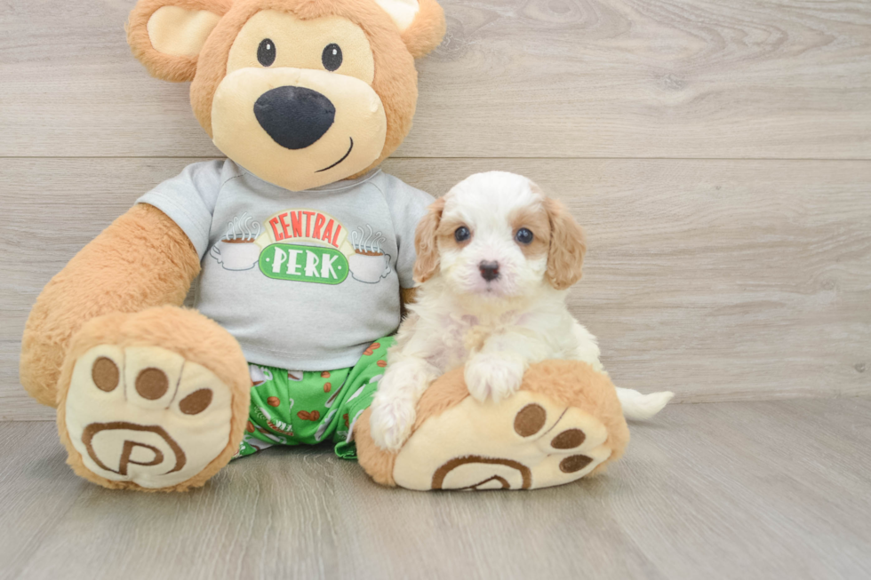 Cavapoo Puppy for Adoption