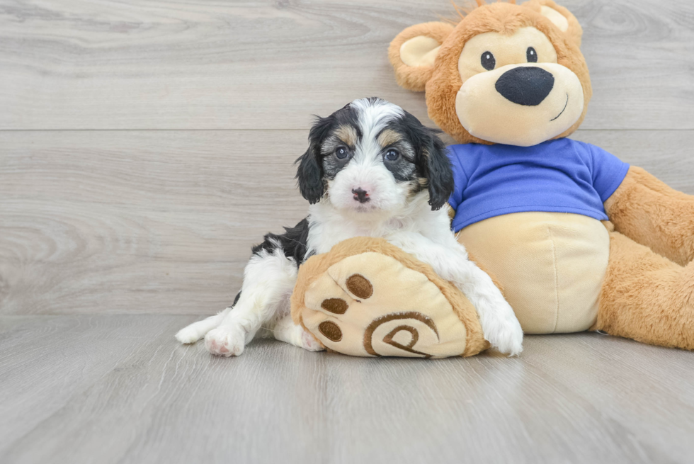 Happy Cavapoo Baby