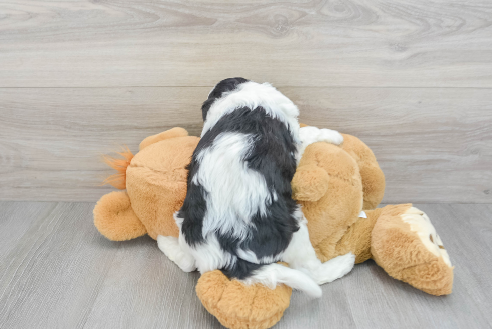 Little Cavoodle Poodle Mix Puppy