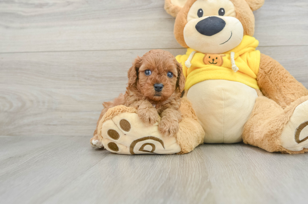 5 week old Cavapoo Puppy For Sale - Puppy Love PR