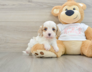 7 week old Cavapoo Puppy For Sale - Puppy Love PR