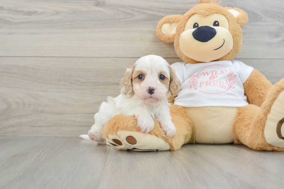 Little Cavipoo Poodle Mix Puppy