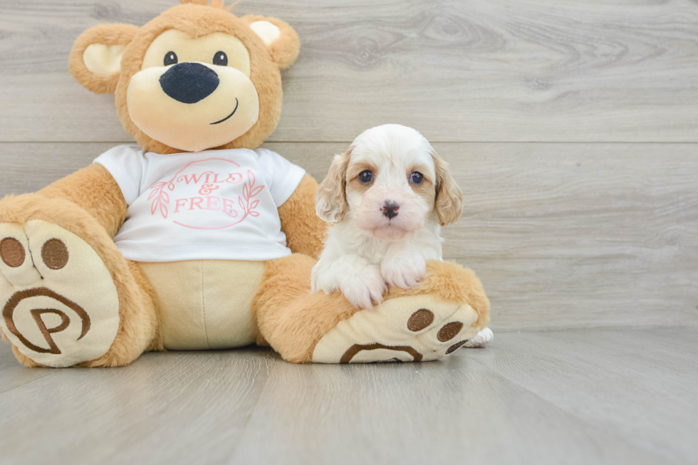 Friendly Cavapoo Baby