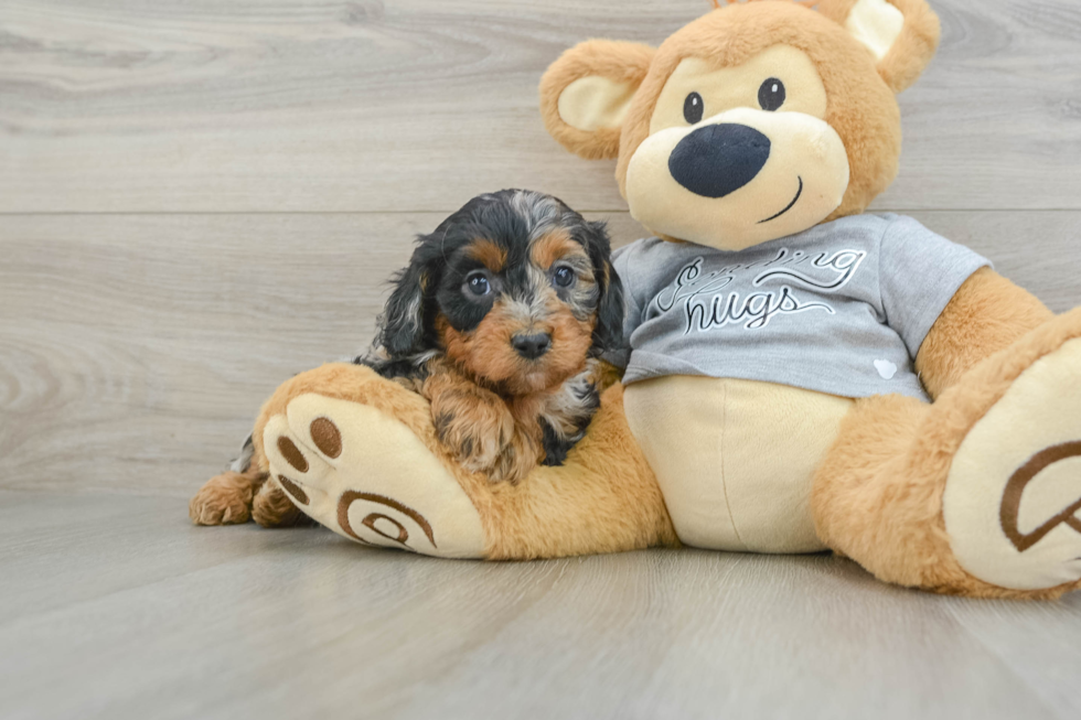 Funny Cavapoo Poodle Mix Pup