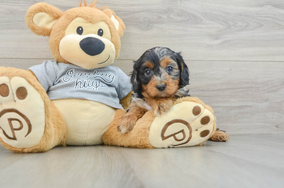 8 week old Cavapoo Puppy For Sale - Puppy Love PR