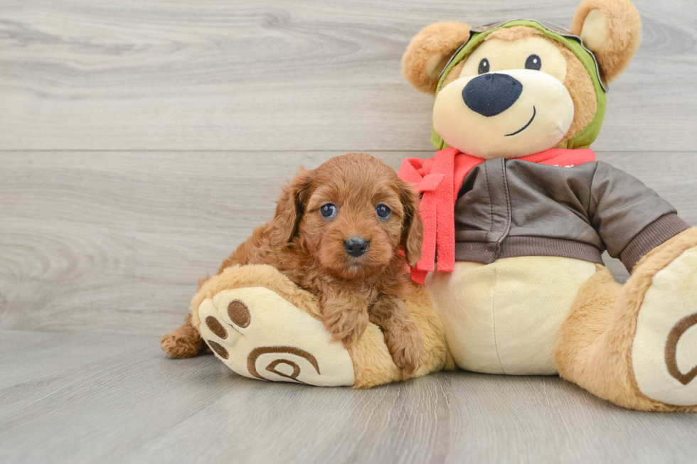 Sweet Cavapoo Baby