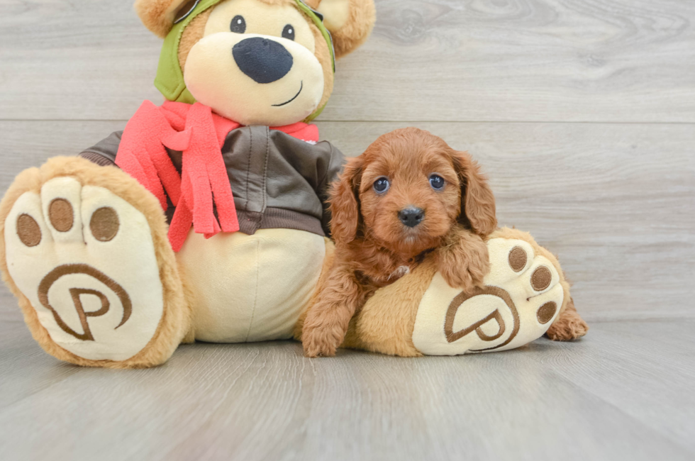 7 week old Cavapoo Puppy For Sale - Puppy Love PR