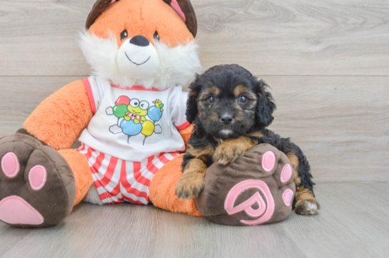 Popular Cavapoo Poodle Mix Pup