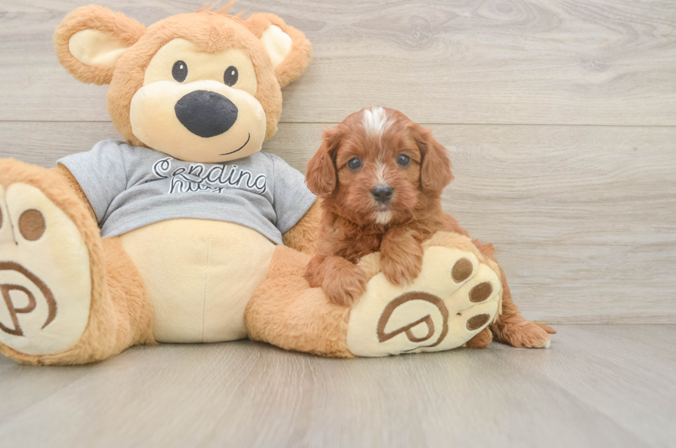 5 week old Cavapoo Puppy For Sale - Puppy Love PR