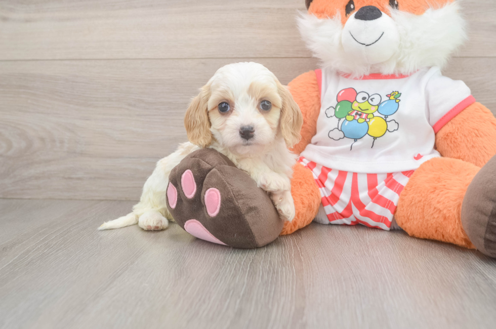 5 week old Cavapoo Puppy For Sale - Puppy Love PR